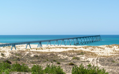 Sentinelle dorée: dune du pilat, trésor vivant du bassin